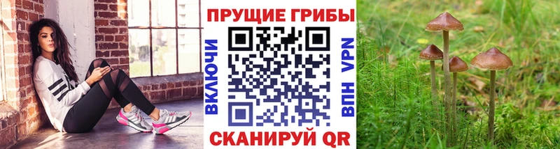 Галлюциногенные грибы мицелий  Ладушкин 